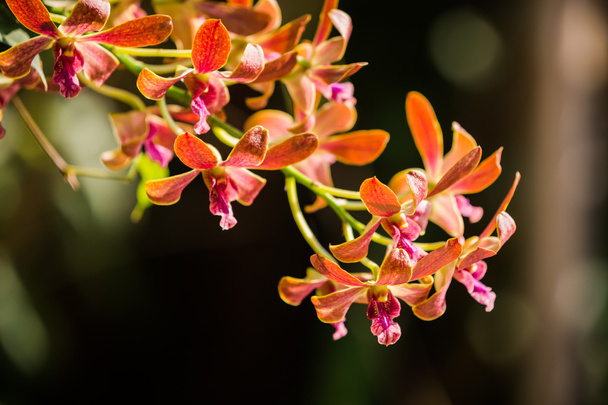 violette Orchideen unter dem Sonnenlicht - Foto, Bild