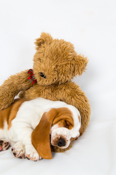 Teddy bear comforts sleeping puppy - Photo, Image