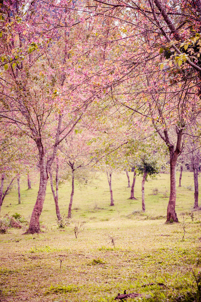 野生のヒマラヤ桜 (ヒマラヤザクラ) (タイの桜 - 写真・画像
