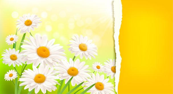 Nature background with fresh daisy and ripped paper - Vettoriali, immagini