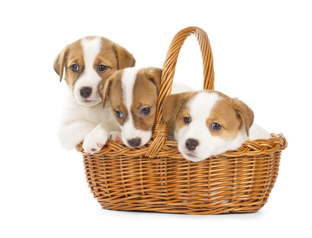 Jack Russell Terrier puppies sitting in a basket. - Foto, afbeelding