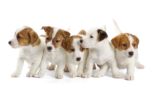 Five Jack Russell Terrier puppies - Foto, afbeelding