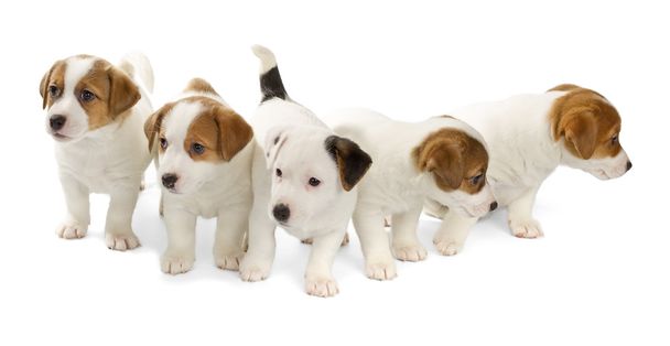 Five Jack Russell Terrier puppies - Foto, afbeelding