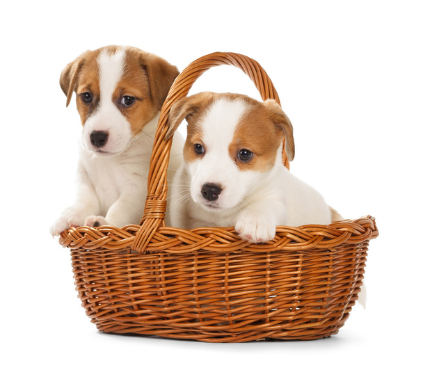 Jack Russell Terriër pups zitten in een mandje. - Foto, afbeelding