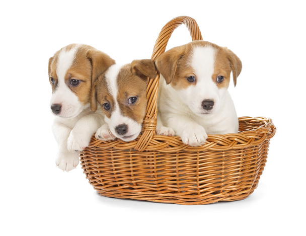 Jack Russell Terrier puppies sitting in a basket. - Фото, изображение