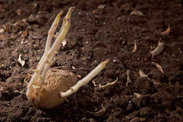 patatas germinadas en el suelo
 - Foto, Imagen
