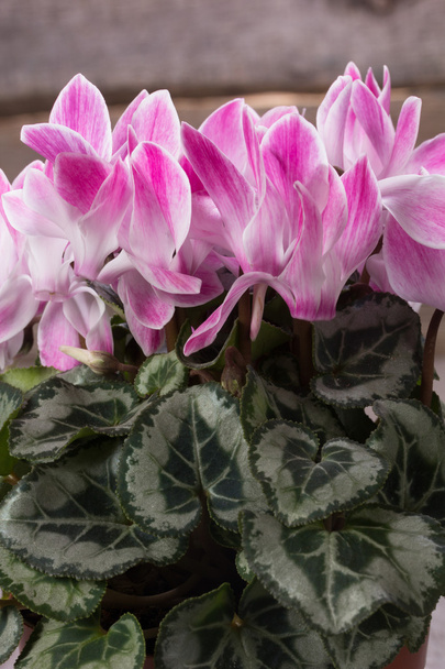 frische rosa Cyclamen - Foto, Bild