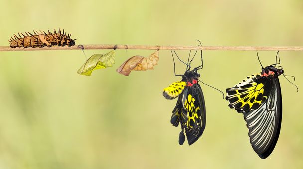 Ciclo de vida da borboleta comum
 - Foto, Imagem