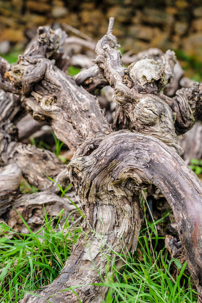 Старі мертві лози в зібраному лісі
  - Фото, зображення