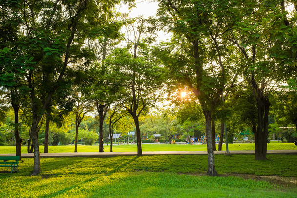 Дерево зеленого парка на открытом воздухе со скамейкой
 - Фото, изображение