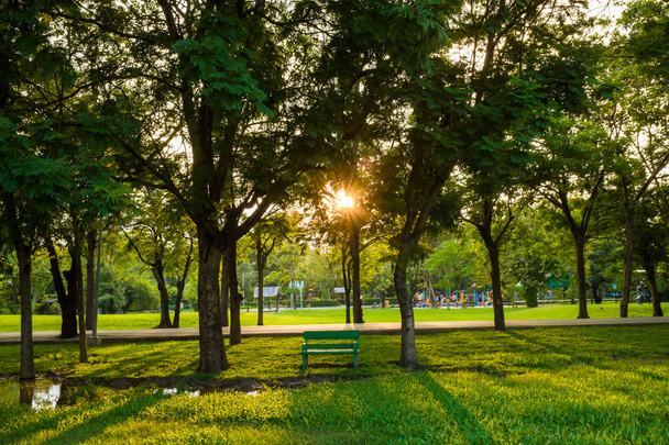 Árbol verde del parque al aire libre con banco
 - Foto, imagen