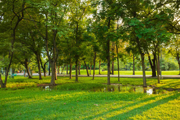 Zielony park z trawnik  - Zdjęcie, obraz