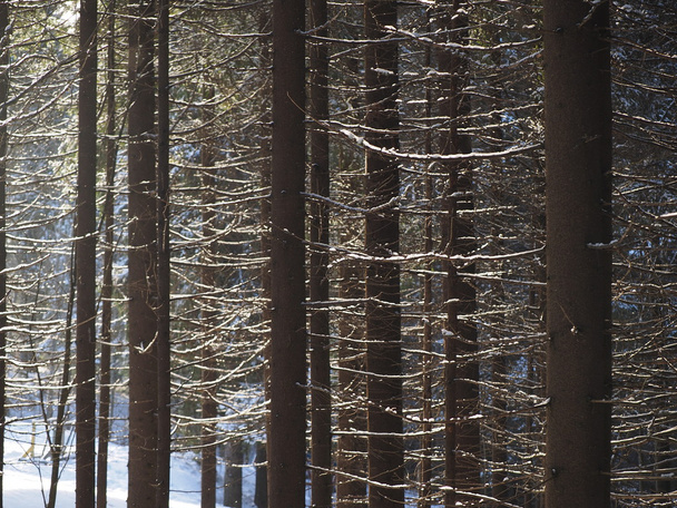 fir forest in winter - Fotoğraf, Görsel