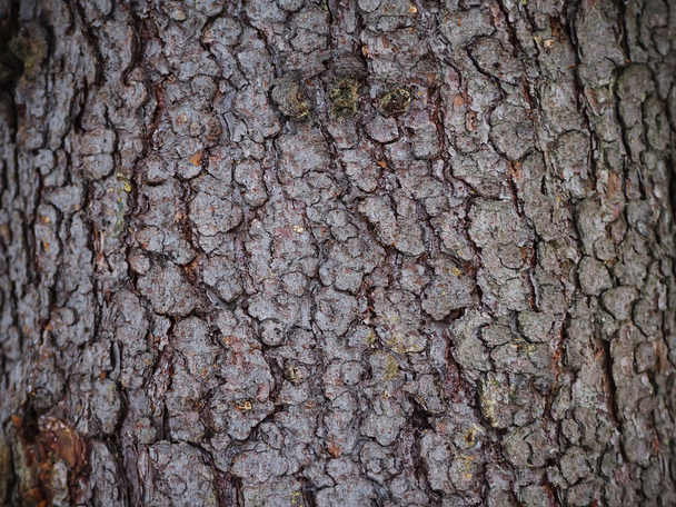 spruce bark. background - Foto, Bild