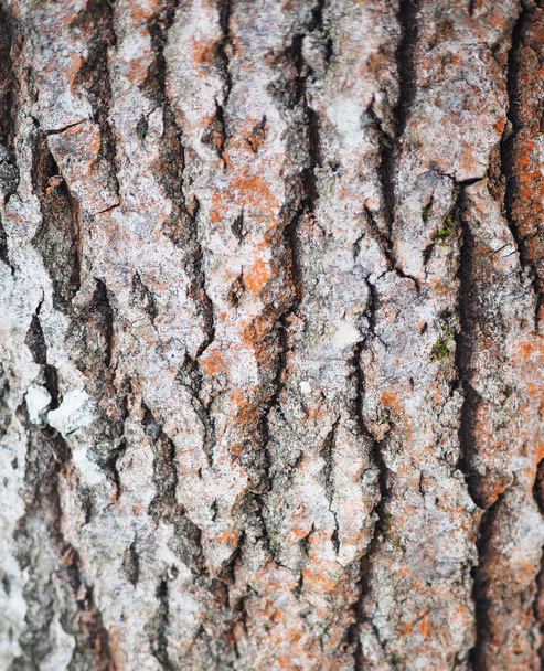 aspen bark. background - Foto, afbeelding
