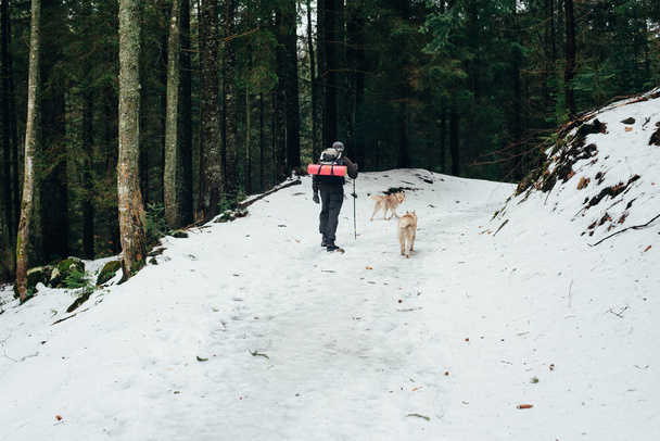 male hiking with siberian husky dogs in mountains - Fotoğraf, Görsel
