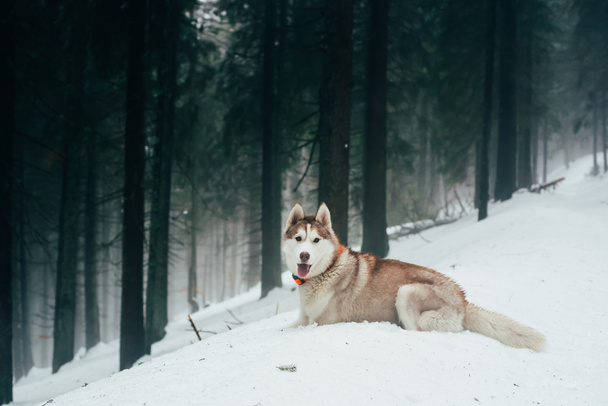 siberian husky dog in winter foggy forest - 写真・画像