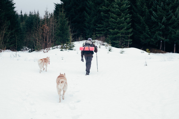 male hiking with siberian husky dogs in mountains - Fotoğraf, Görsel