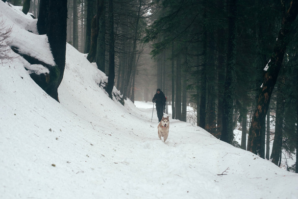 male hiking with siberian husky dog in mountains - Foto, Imagem