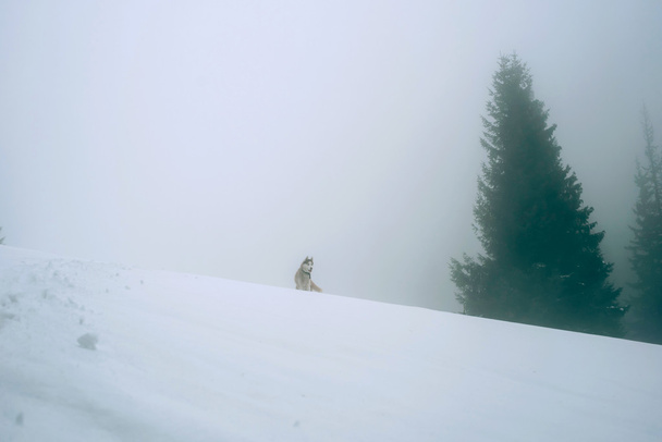 siberian husky dog hiking in mountains in heavy fog - Fotografie, Obrázek