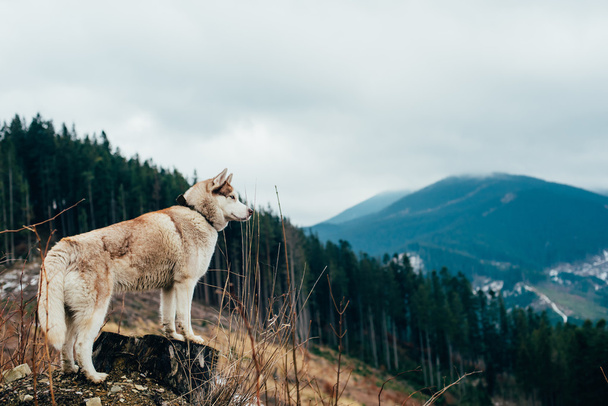 siberian husky dog in mountains - Фото, зображення