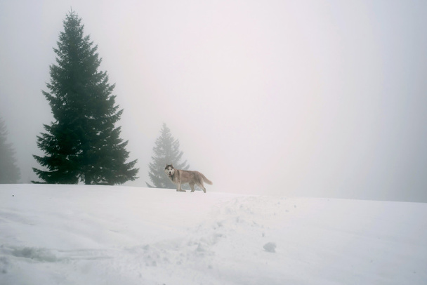 siberian husky dog hiking in mountains in heavy fog - Φωτογραφία, εικόνα