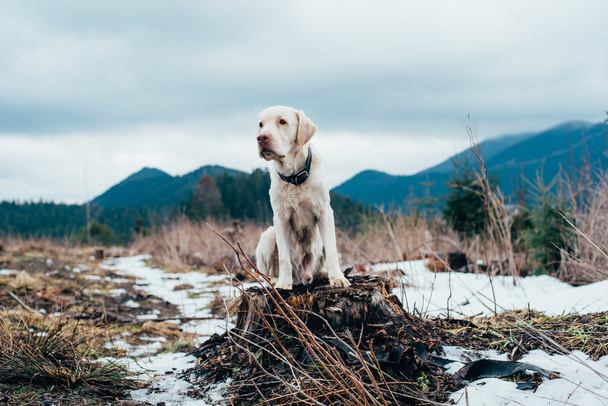 山の頂上に座っているラブラドール犬 - 写真・画像