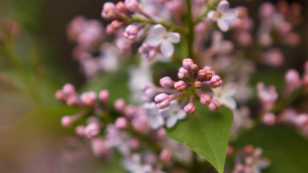 blooming lilac swaying in the wind - Footage, Video