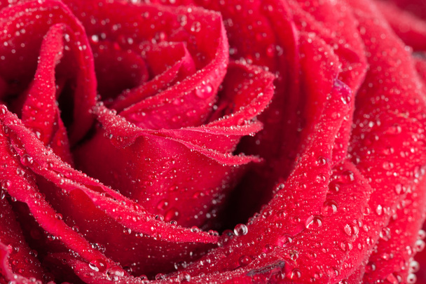 Closeup of rose bud - Photo, Image