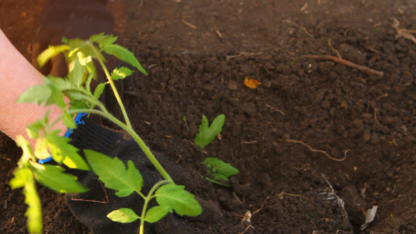 Frau in Tomatensämlinge werden Blumenbeet gepflanzt - Filmmaterial, Video