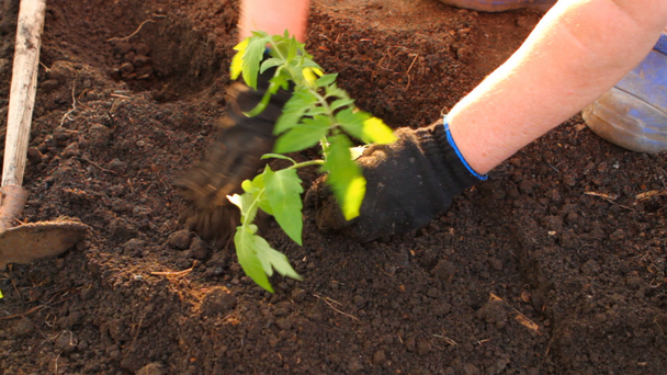 woman in tomato seedlings are planted flower bed - Footage, Video