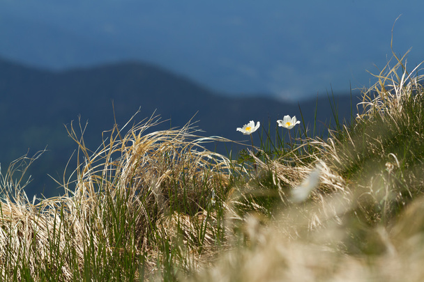 Flores blancas pulsatilla en las montañas de verano
 - Foto, Imagen