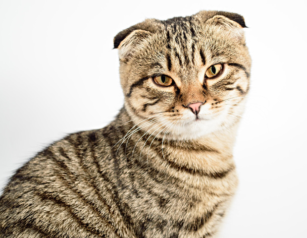 Шотландська висловуха кішка крупним планом - Фото, зображення