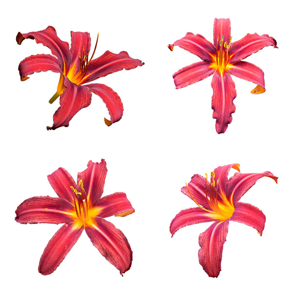 Flores de lírio-vermelho (Hemerocallis)
 - Foto, Imagem