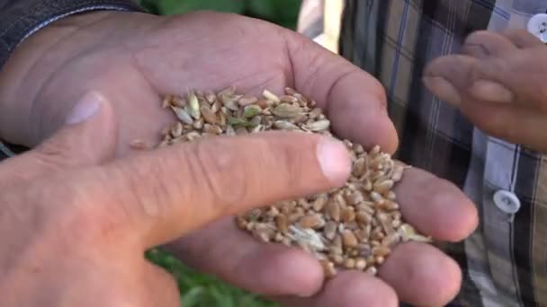 Grains of Wheat in Hands of the Farmer - Imágenes, Vídeo