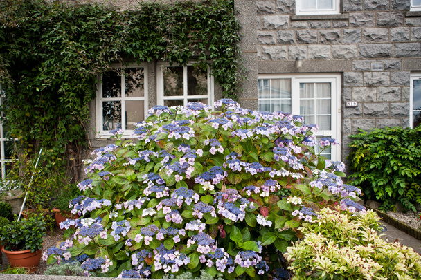 Hydrangea flowers on the bush, which is located in the garden of the house - Photo, Image