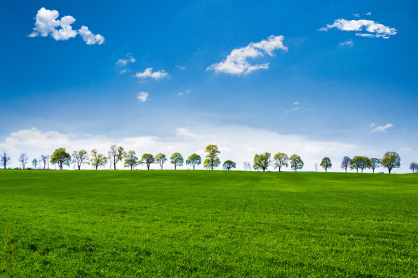 Green fields with trees - Photo, Image