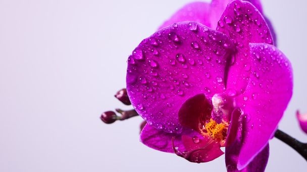 τροπικό orchid λουλούδι - Φωτογραφία, εικόνα
