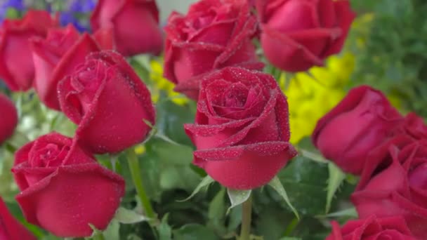 Květinářství, krásné čerstvě řezané růže s malé kapičky vody - Záběry, video