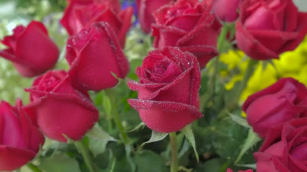 Květinářství, krásné čerstvě řezané růže s malé kapičky vody - Záběry, video
