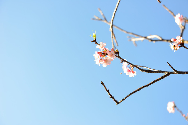 桜は日本の象徴 - 写真・画像