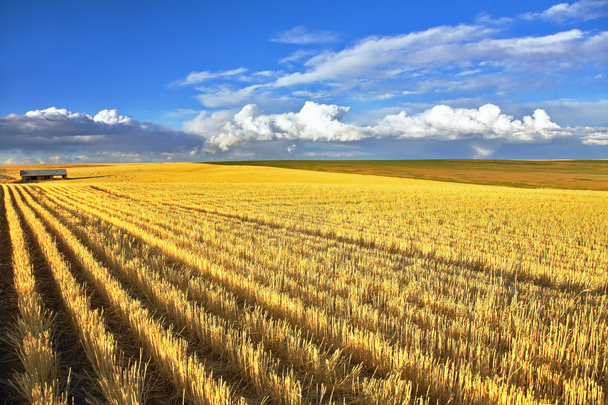 Wheaten fields of Montana - Valokuva, kuva