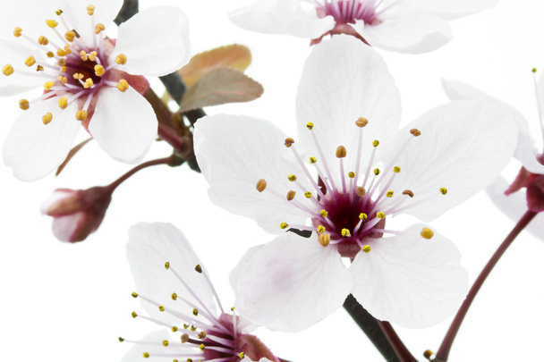 Prune cerise ou fleurs de myrobalan sur blanc
 - Photo, image