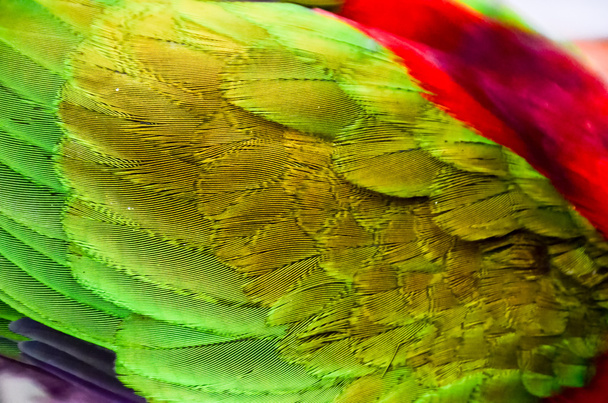 Loro pájaro tropical
 - Foto, Imagen