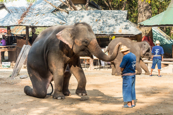 Chiangmai ,Thailand - February 20 : elephant is sitting and putting hat on mahout 's head on February 20 ,2016 at Mae Sa elephant camp ,Chiangmai ,Thailand - Fotoğraf, Görsel
