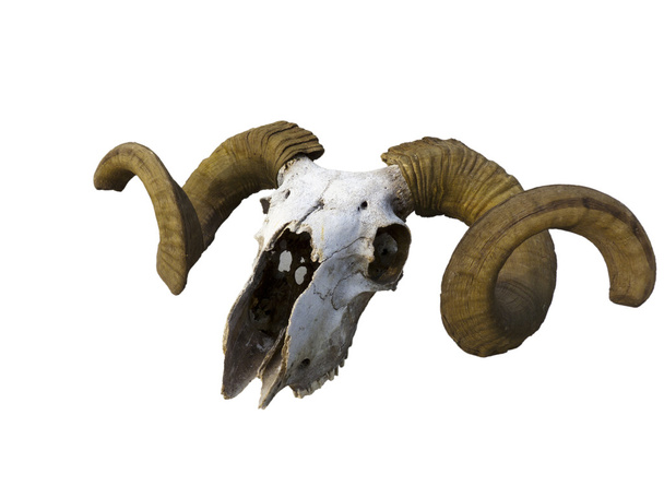 Skull of an old ram - 写真・画像