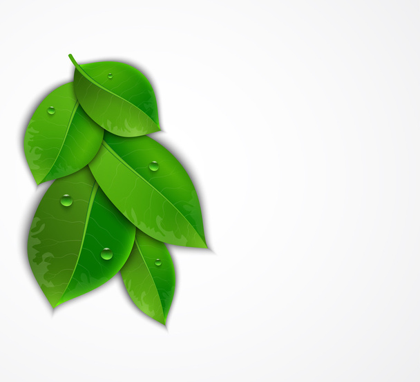 Зеленые листья на белом фоне - Вектор,изображение