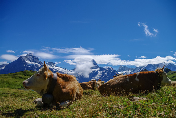 Vaches dans une prairie alpine avec des montagnes dans la neige en arrière-plan. (')
 - Photo, image