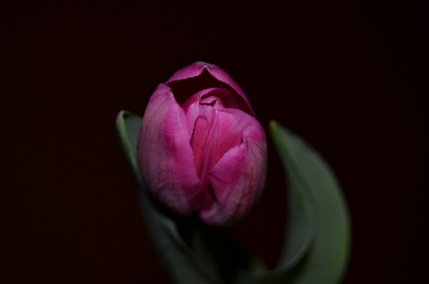 Spring flowers, flowers, tulips - Photo, Image