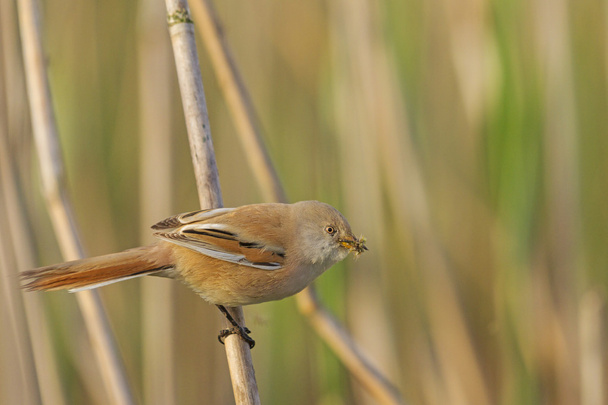 Bearded reedling  with food for chicks - Photo, Image